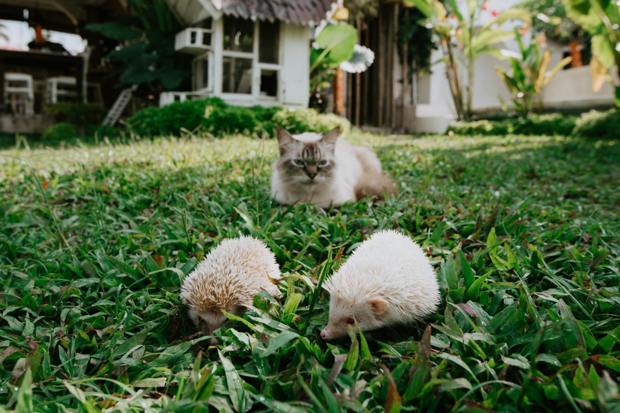 The Rice Joglo Eco-Stay Ubud Esterno foto