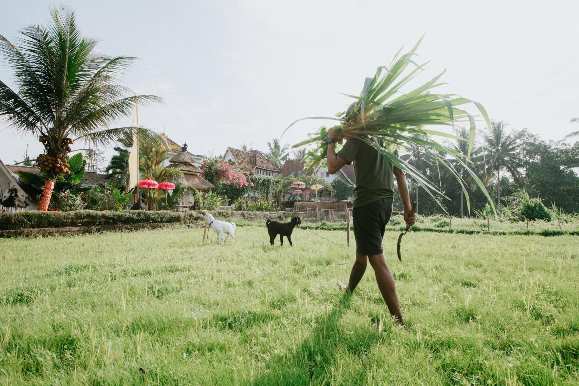 The Rice Joglo Eco-Stay Ubud Esterno foto