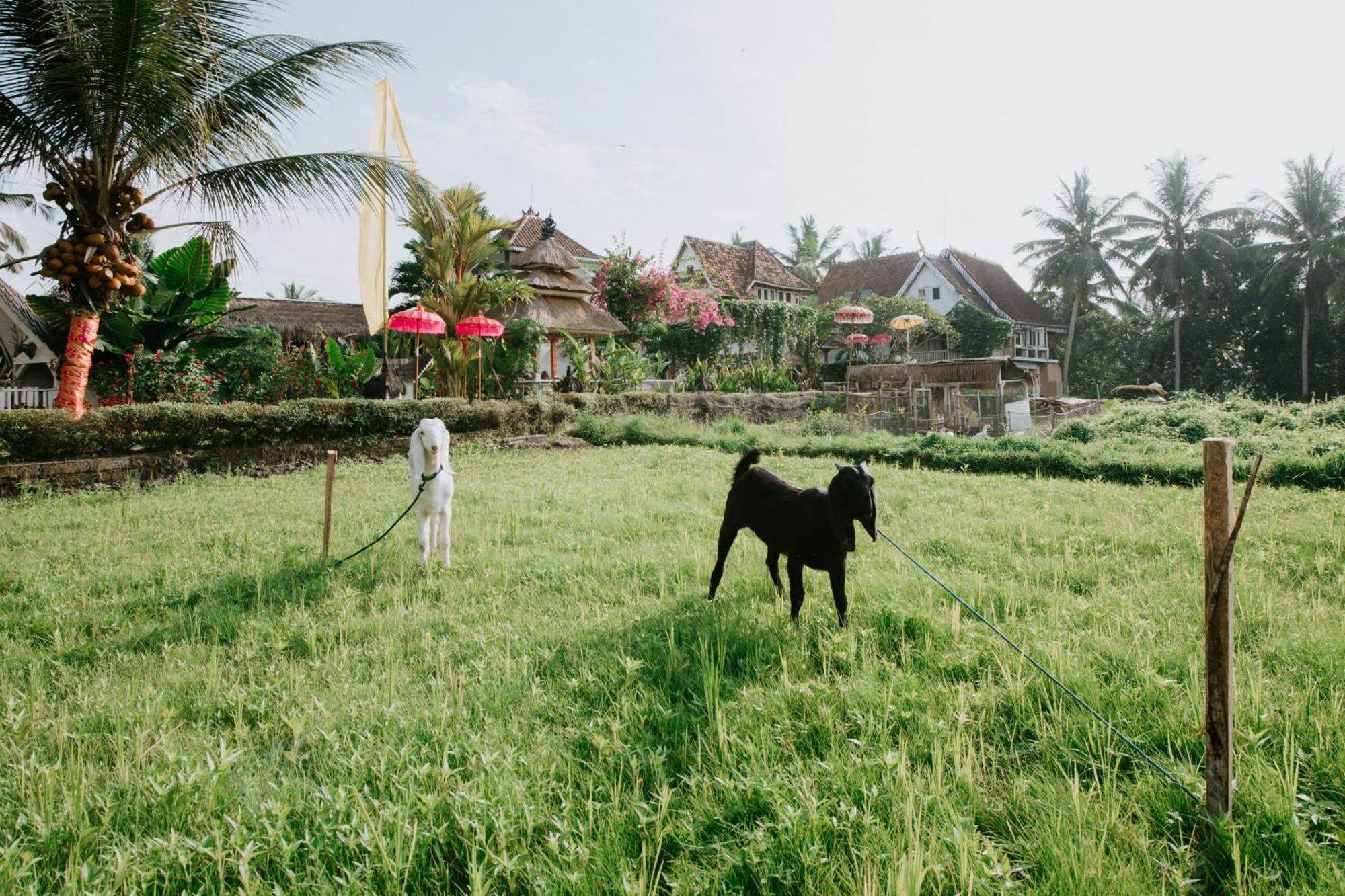 The Rice Joglo Eco-Stay Ubud Esterno foto